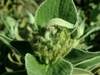 Leaves and buds
