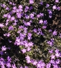Form