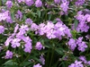 Phlox carolina