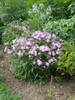 Phlox carolina