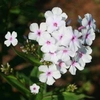 Phlox paniculata