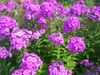 P. paniculata tall phlox
