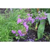 Phlox 'Wanda'
