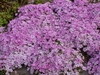 P. douglasii- creeping phlox