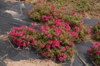 Phlox drumodii