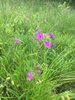 Form