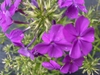 Phlox 'Wanda'
