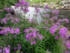 Form in native habitat