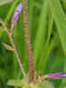 Spotted stem