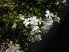 Form