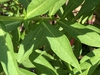Leaves and stem