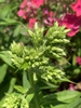 Flower buds