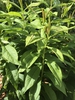 Form
