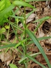 Upper leaves