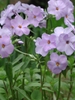 Phlox stolonifera