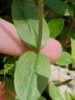 Leaves and stem