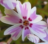 Phlox subulata