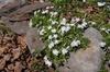 Phlox subulata
