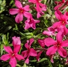Phlox subulata 'Red Wing'