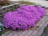 Phlox subulata