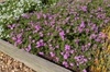 Phlox x Intensia