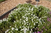 Phlox x Intensia