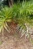 Form