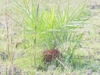 A small, solitary, pinnate-leaved palm growing among grasses.