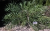 A small, solitary, pinnate-leaved palm growing in a garden.