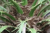 Spines