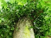 Phoradendron leucarpum