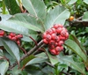 Fruit
