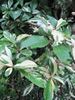 'Palette' leaves