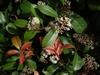 Photinia glabra