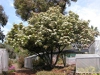 Growth Habit