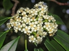Photinia serratifolia