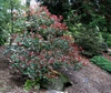 Photinia x fraseri