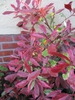 Photinia x fraseri 'Pink Marble'