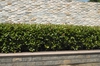 Photinia glabra