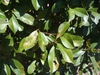 Photinia glabra