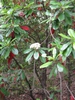Form