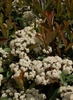 Form