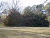 Photinia serrulata