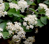 Photinia villosa
