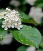 Photinia villosa