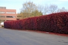 Photinia x fraseri Form