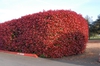 Photinia x fraseri Leaf