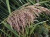 Seed head in Sept.