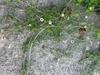 Stems creeping along the ground