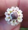 Top view with small flowers surrounding a spike